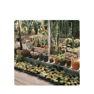 Növényi alapú formula, erős stimulánsok nélkül 